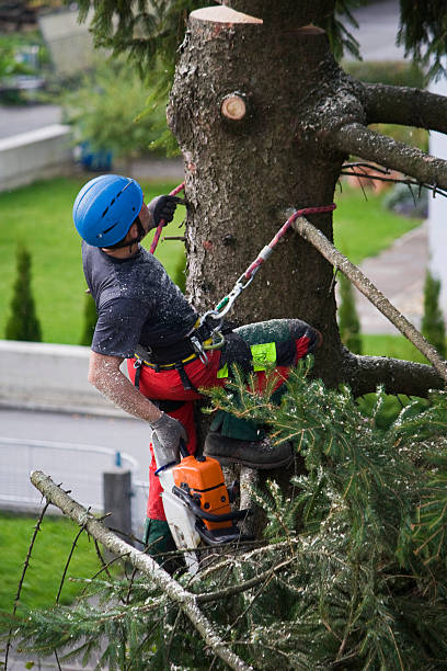 Leaf Removal in Cocoa West, FL